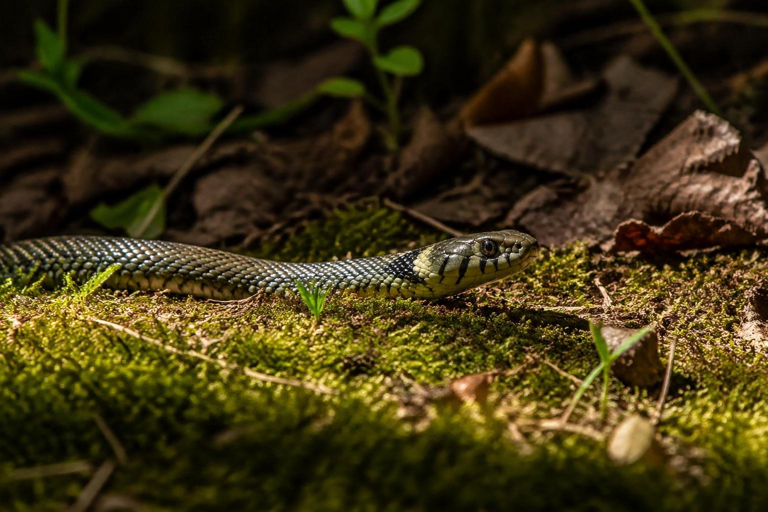 explorez les mystères des couleuvres françaises et découvrez les secrets fascinants de nos serpents locaux à travers un guide complet et captivant.