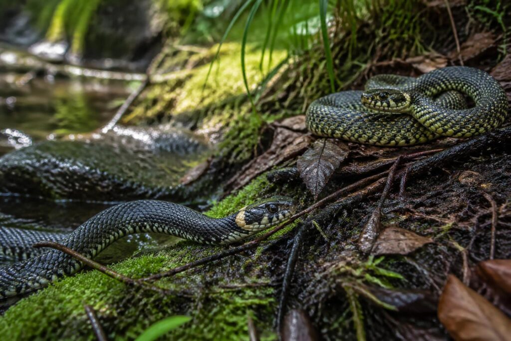 explorez les couleuvres françaises et découvrez les secrets fascinants de ces serpents locaux, leur habitat, leur comportement et leur rôle essentiel dans la biodiversité.