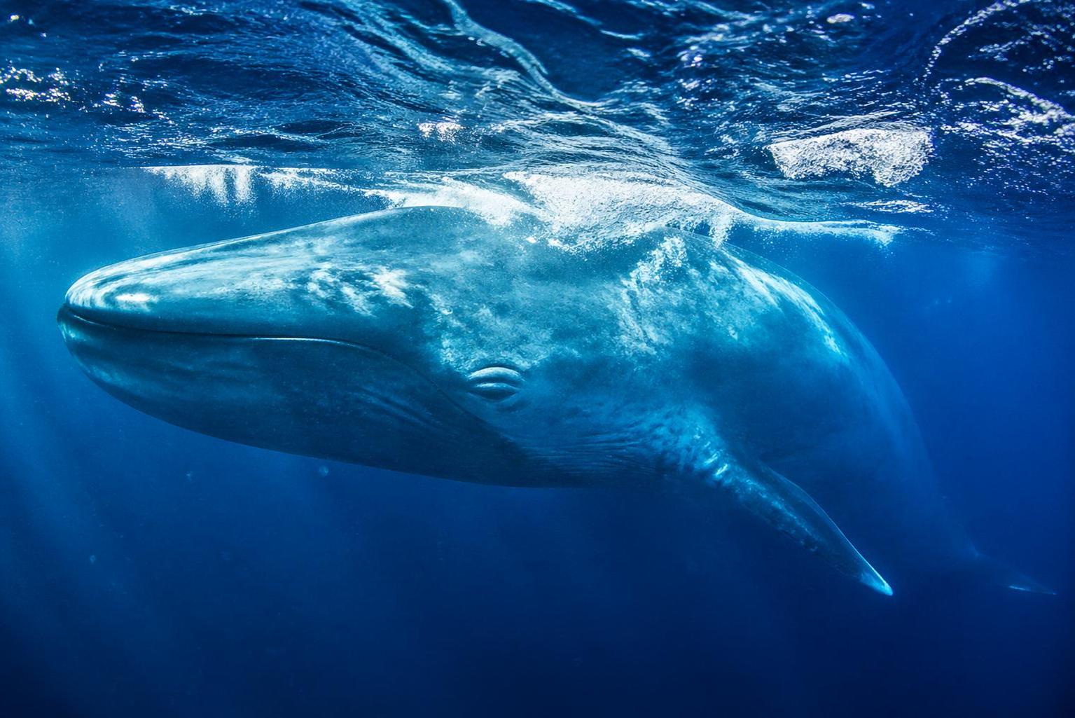 découvrez comment les scientifiques mesurent le poids impressionnant de la baleine bleue, le plus grand animal du monde, et les méthodes utilisées pour étudier cet incroyable géant marin.
