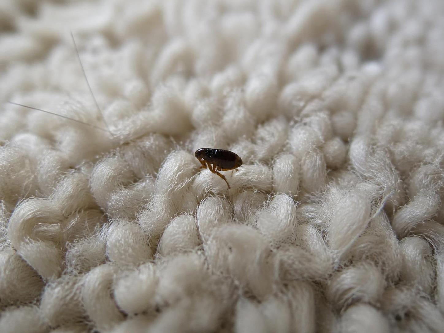 découvrez comment identifier et contrôler efficacement la puce d'eau, cet insecte nuisible, pour protéger votre domicile et garder un environnement sain.