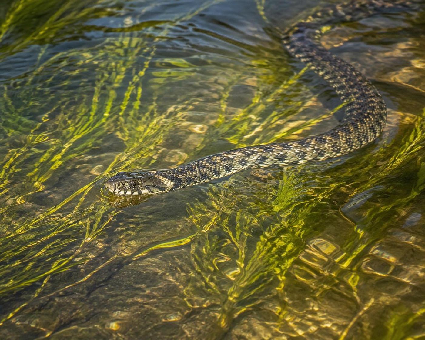 découvrez nos conseils pour bien choisir et entretenir votre serpent d'eau, un compagnon aquatique fascinant, afin de lui assurer un habitat adapté et une santé optimale.
