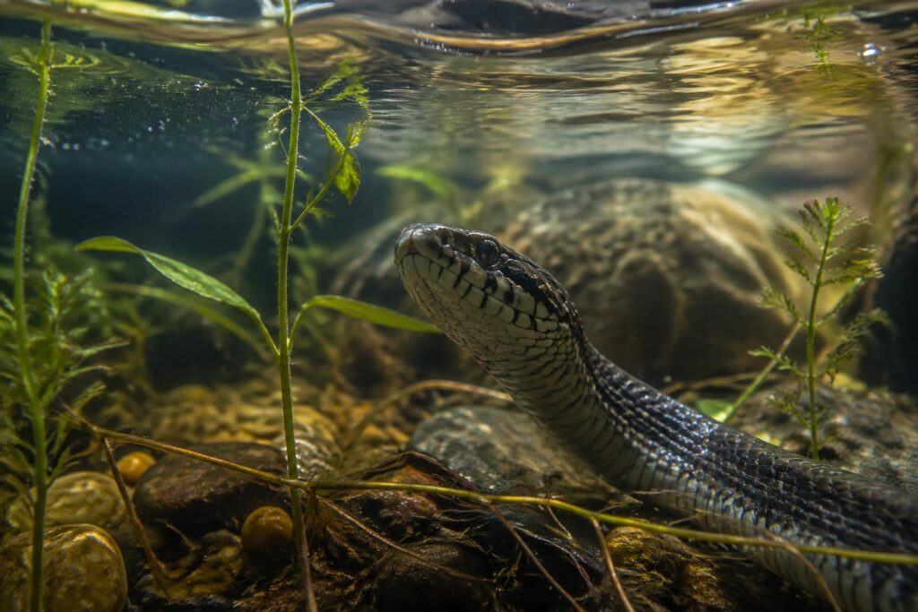 découvrez comment bien choisir et entretenir votre serpent d’eau pour profiter pleinement de ce compagnon aquatique unique et fascinant.