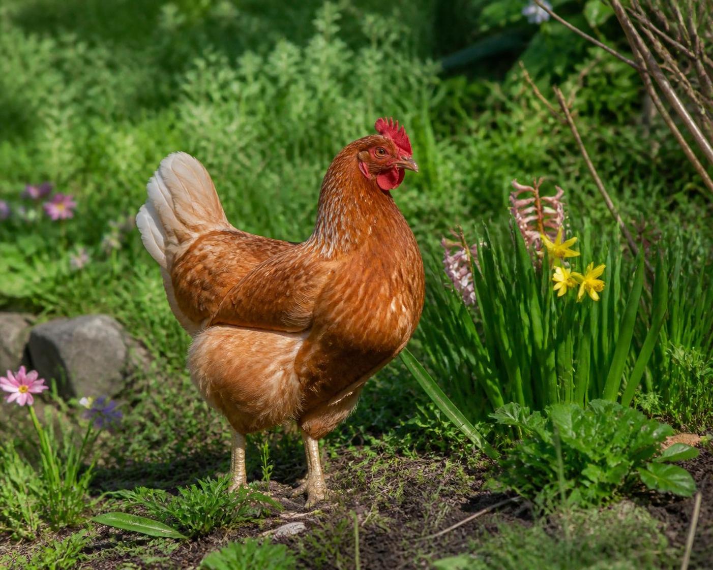 Ă quel Ăąge une poule commence-t-elle Ă pondre ? DĂ©couvrez tout ce quâil faut savoir 2 dĂ©couvrez Ă quel Ăąge une poule commence Ă pondre et toutes les informations essentielles pour comprendre son cycle de ponte et bien s'en occuper.