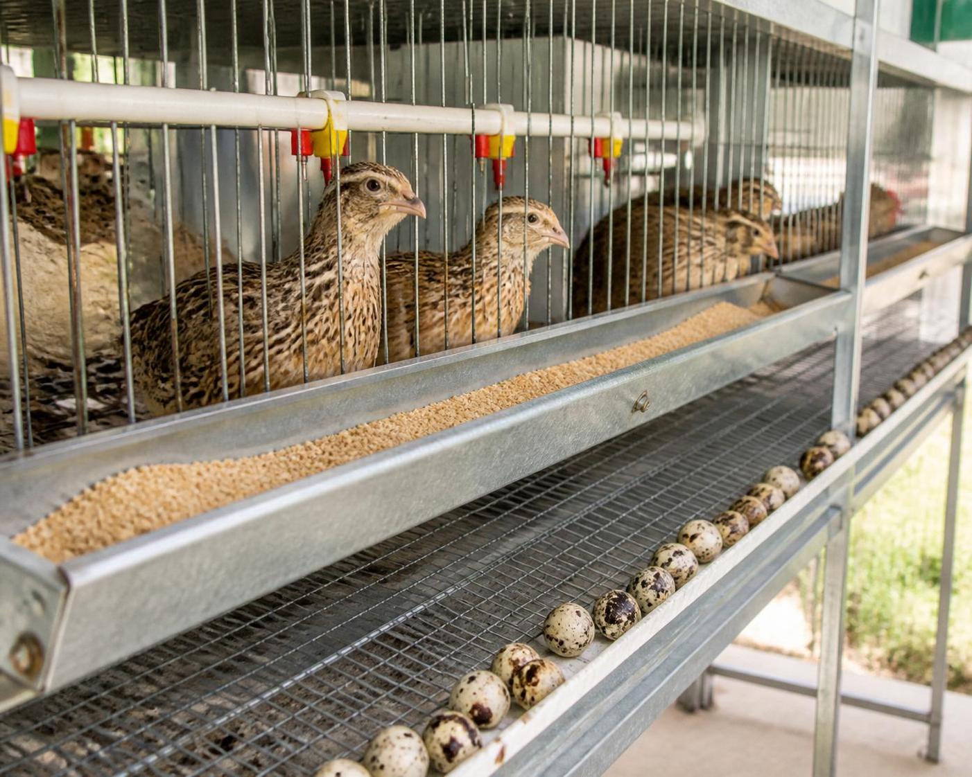Cage caille pondeuse : optimisez la production grâce à nos conseils pratiques 2 découvrez nos conseils pratiques pour optimiser la production de vos cailles pondeuses avec nos cages spécialisées, garantissant confort et efficacité.