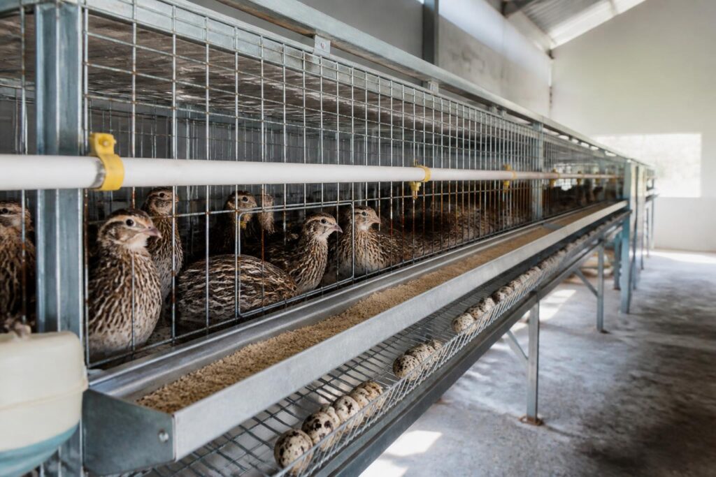 découvrez comment optimiser la production de vos cailles pondeuses avec nos conseils pratiques sur les cages cailles pondeuses, pour un élevage efficace et rentable.