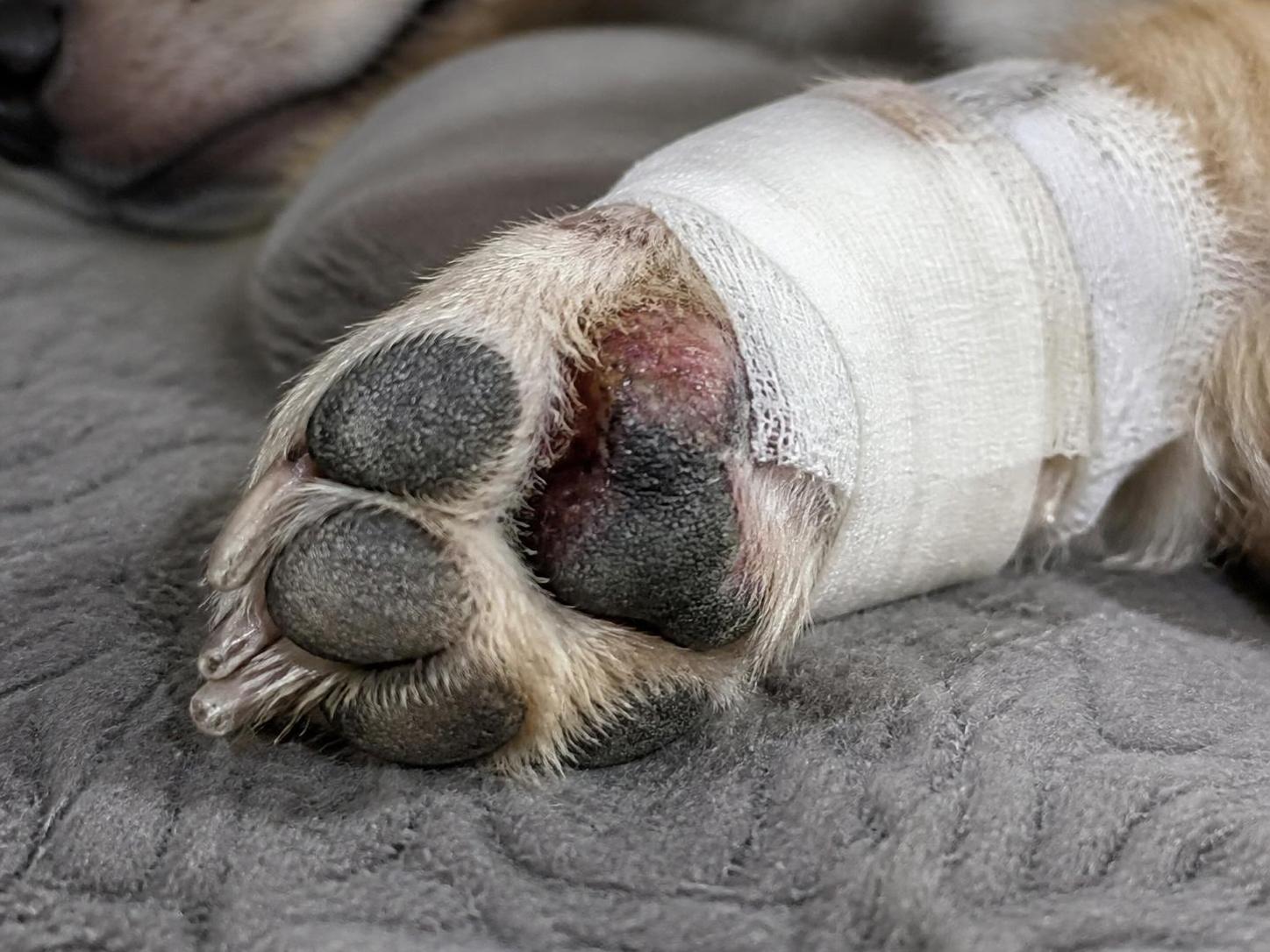 Cicatrisation du coussinet chien : soins essentiels pour une guérison rapide 2 découvrez les soins essentiels pour favoriser la cicatrisation rapide du coussinet de votre chien et assurer son confort pendant la guérison.