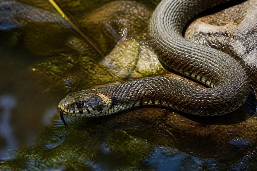 découvrez la couleuvre d’eau douce, un reptile fascinant aux comportements uniques. apprenez tout sur son habitat, son alimentation et ses caractéristiques étonnantes.