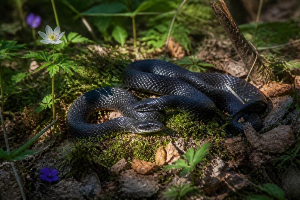 découvrez la couleuvre noire en france : caractéristiques, habitat, comportement et conseils pour observer ce serpent fascinant en toute sécurité.