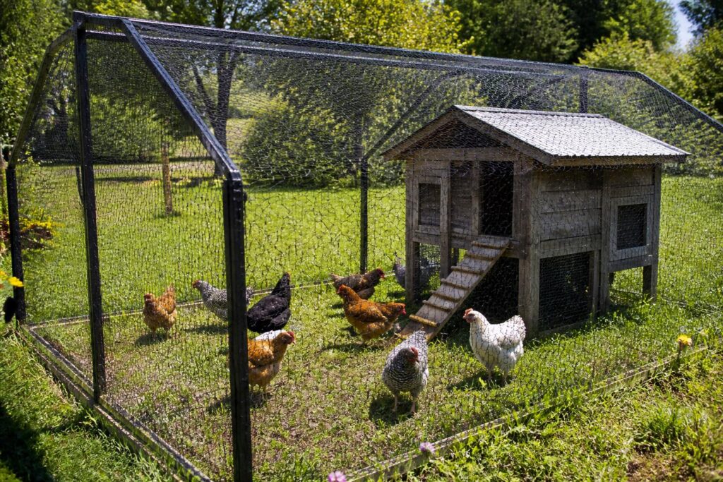 découvrez notre filet pour poules, la solution idéale pour protéger votre poulailler de manière simple et efficace. assurez la sécurité de vos volailles contre les prédateurs et préservez leur espace.