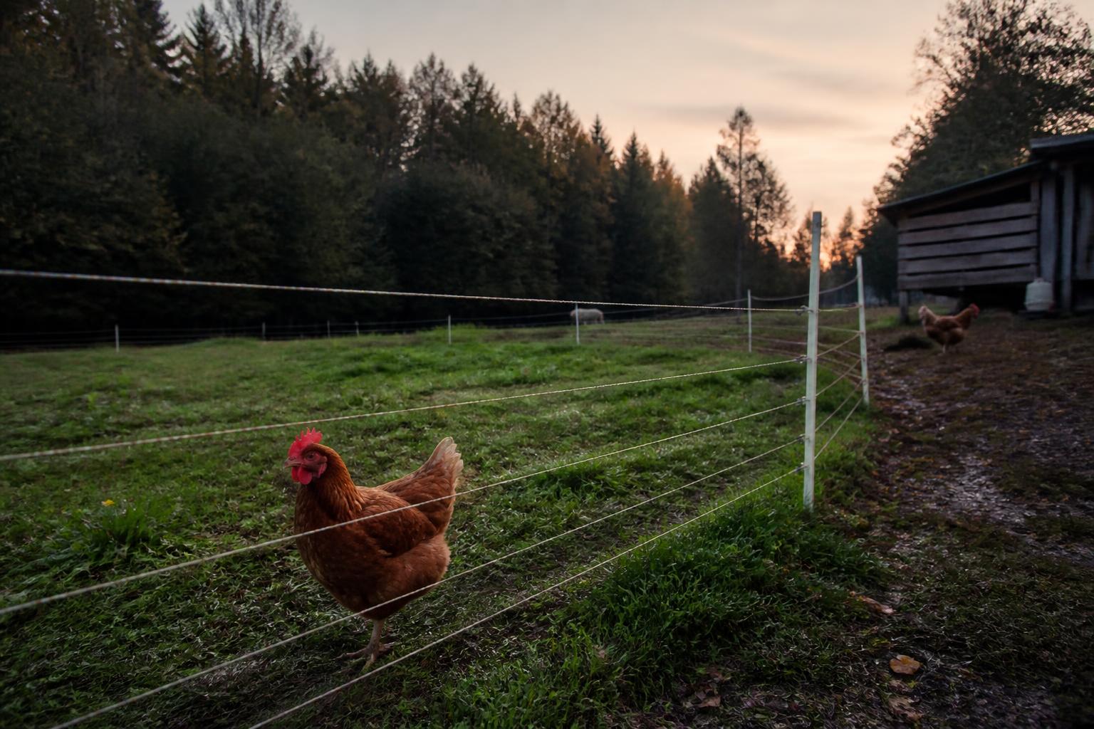 découvrez notre grillage poule électrique, la solution idéale pour protéger votre poulailler contre les prédateurs toute l’année, en toute sécurité et efficacité.