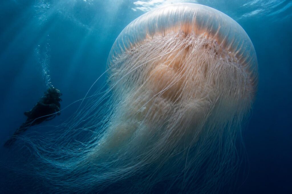 découvrez quel est réellement l'animal le plus gros du monde et pourquoi ce n'est pas celui que vous imaginez. une révélation surprenante vous attend !