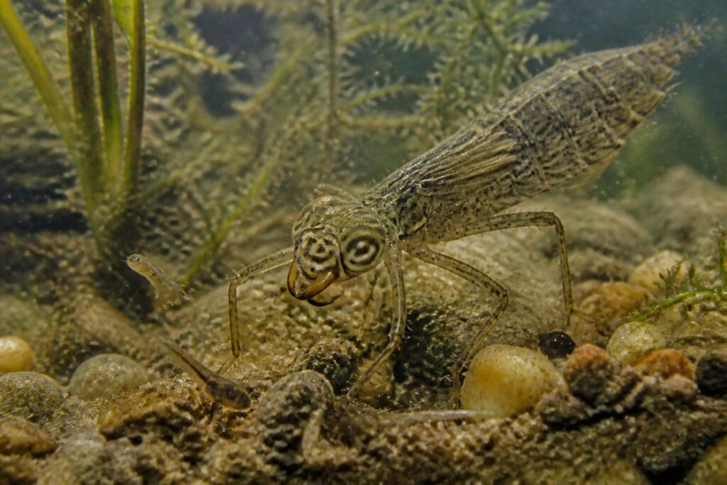 explorez le rôle essentiel des larves de libellule dans votre écosystème, découvrez leur impact surprenant sur la biodiversité et l'équilibre naturel.