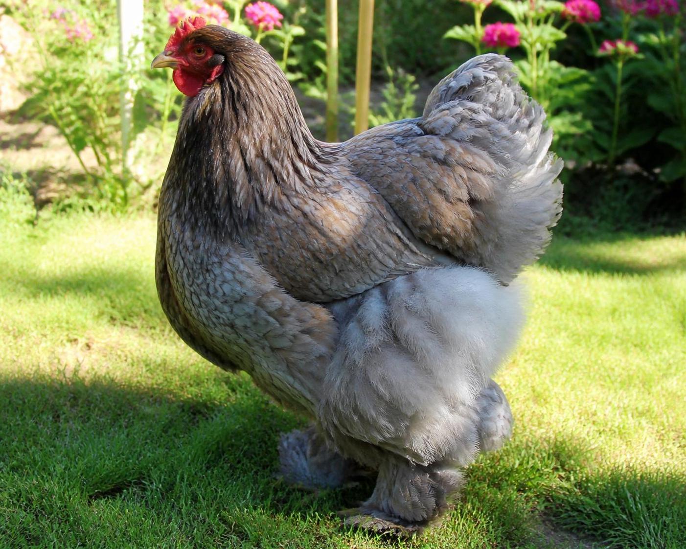 découvrez comment élever la poule cochin, une race unique et rustique, chez vous facilement grâce à nos conseils d'experts.