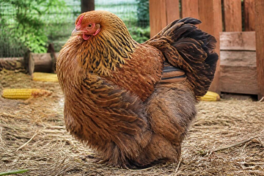 découvrez comment élever la poule cochin, une race unique et décorative, chez vous facilement grâce à nos conseils pratiques et astuces d'élevage.
