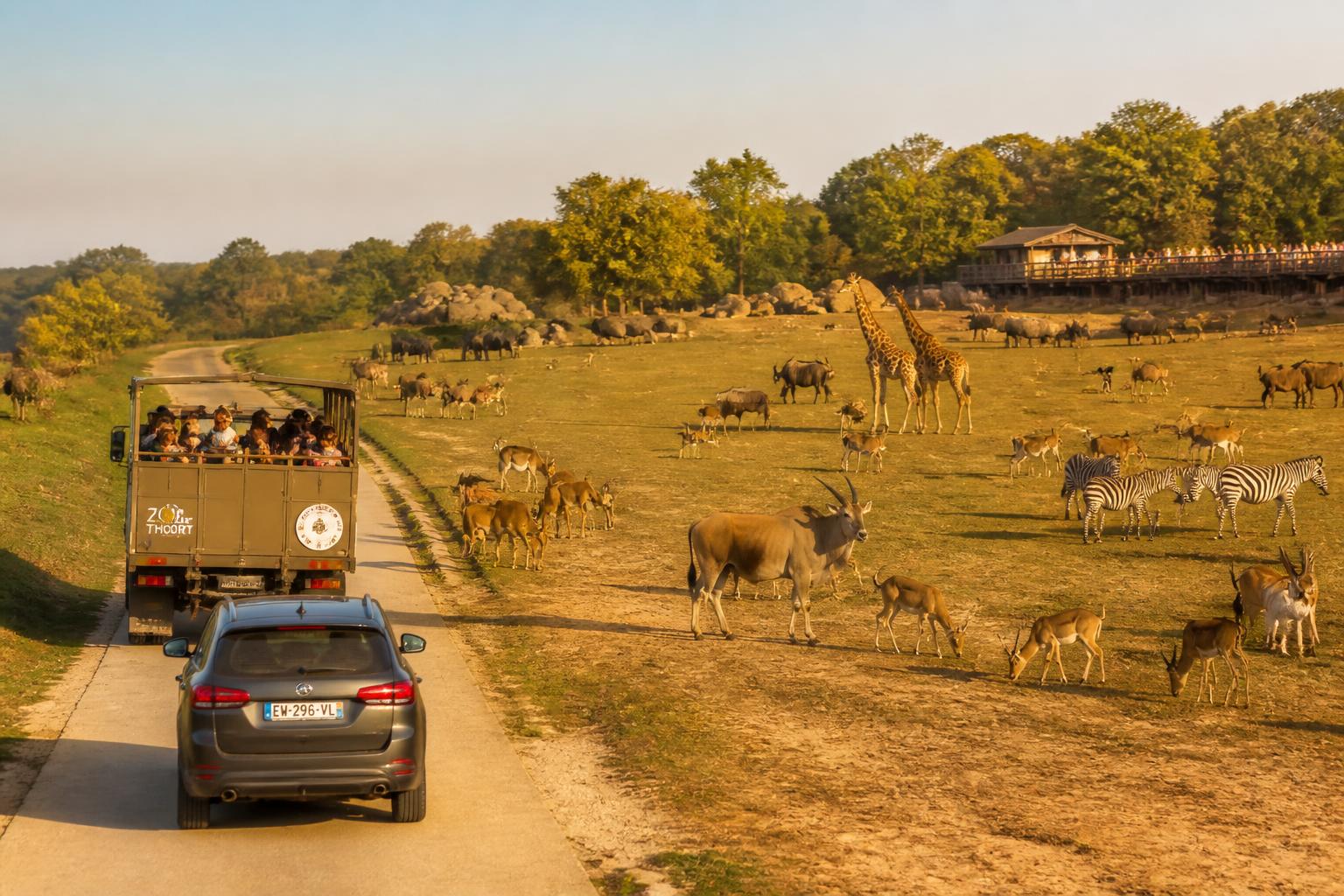 découvrez les tarifs 2026 du zoo de thoiry : prix d'entrée, safari, offres spéciales et réductions pour toute la famille.