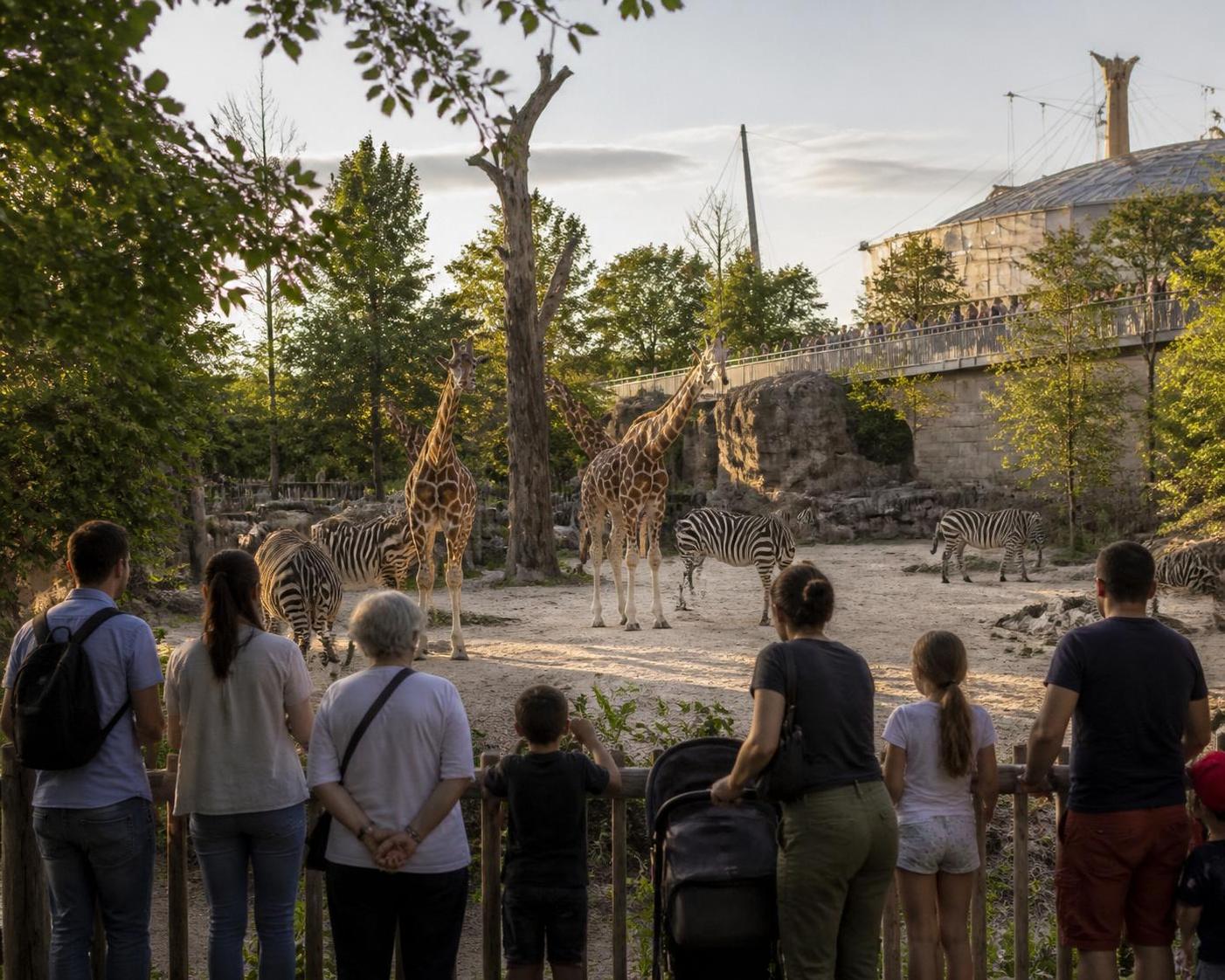 découvrez le zoo de vincennes, également connu sous le nom de parc zoologique de paris : informations sur les tarifs, horaires d'ouverture et les espèces animales à observer lors de votre visite.