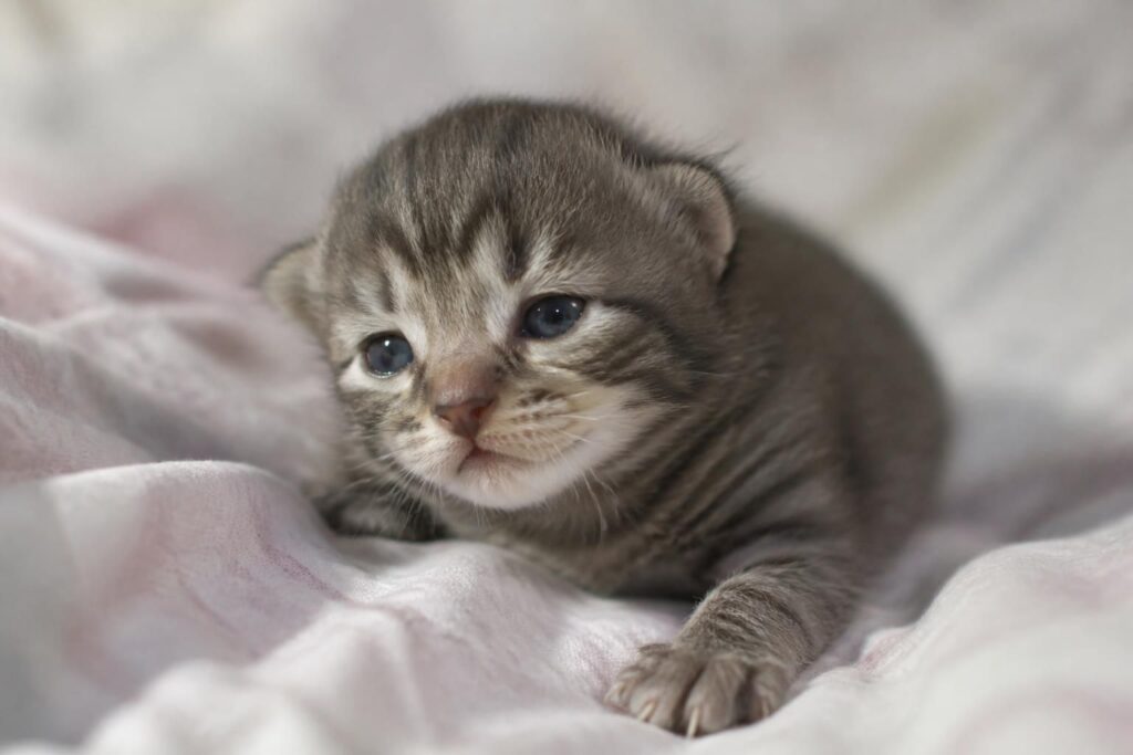 découvrez à quel âge un chaton ouvre ses yeux et les étapes clés du développement visuel de votre petit félin.