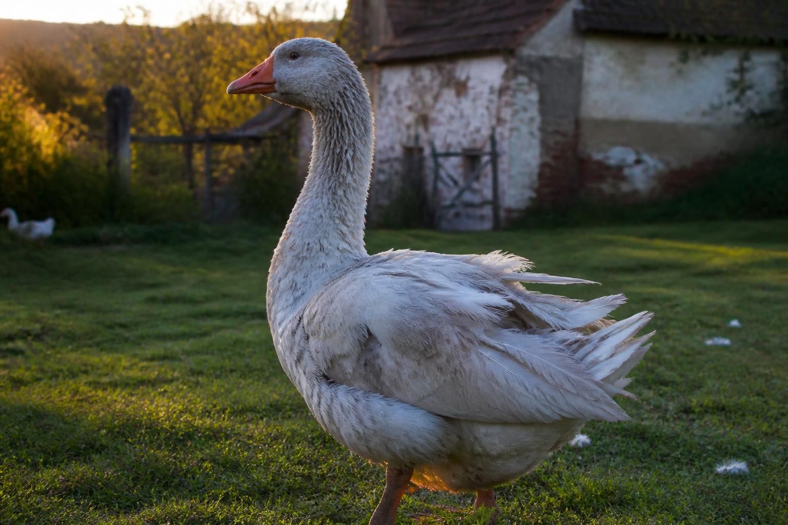 Combien de temps vit une oie ? Tout savoir sur sa durée de vie 2 découvrez la durée de vie d'une oie, ses facteurs d'influence et comment prendre soin de cet oiseau fascinant pour assurer son bien-être au fil des années.