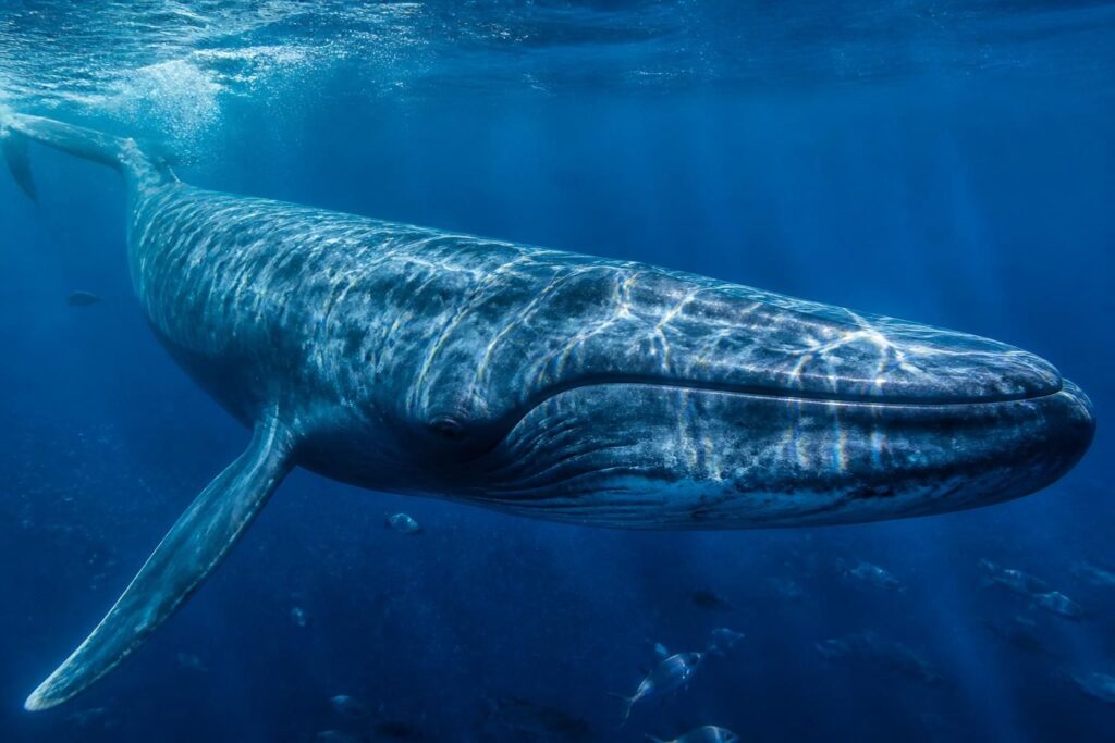 découvrez le poids impressionnant de la baleine bleue, le plus grand animal sur terre, et le record absolu du règne animal en termes de masse.
