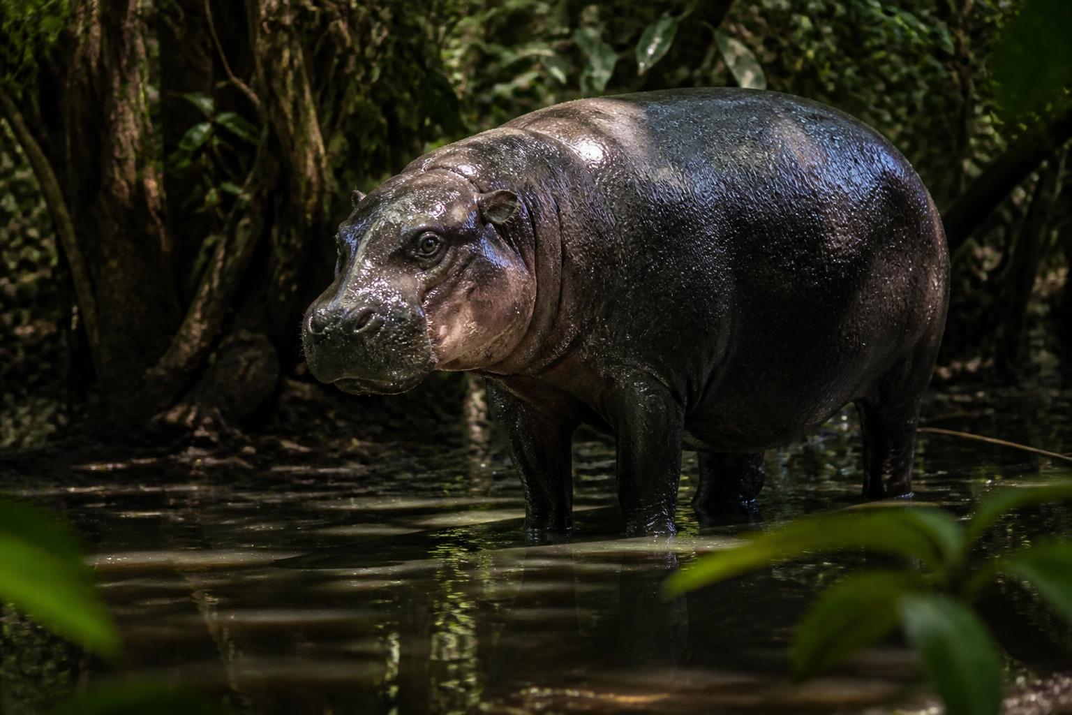 L'hippopotame pygmée : le cousin méconnu que peu de zoos possÚdent 2 découvrez l'hippopotame pygmée, ce cousin méconnu des hippopotames classiques, et pourquoi si peu de zoos ont la chance de l'abriter.