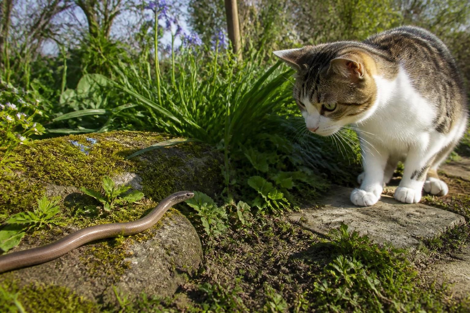 découvrez comment réagir rapidement en cas de morsure d'orvet par votre chat et apprenez les gestes essentiels pour protéger efficacement votre animal.