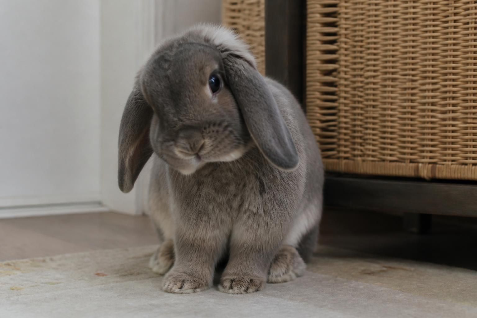 Otite du lapin : comment reconnaĂźtre et traiter rapidement ce problĂšme frĂ©quent ? 2 dĂ©couvrez comment reconnaĂźtre rapidement les signes d'une otite chez le lapin et les traitements efficaces pour assurer son bien-ĂȘtre.