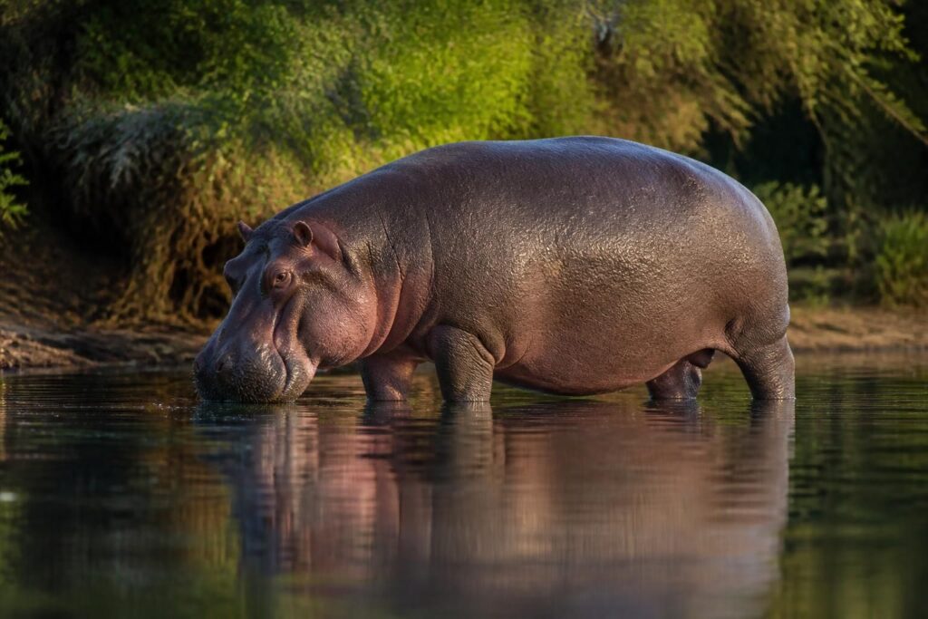 découvrez le poids moyen d'un hippopotame ainsi que des chiffres étonnants et records impressionnants sur cet animal fascinant.