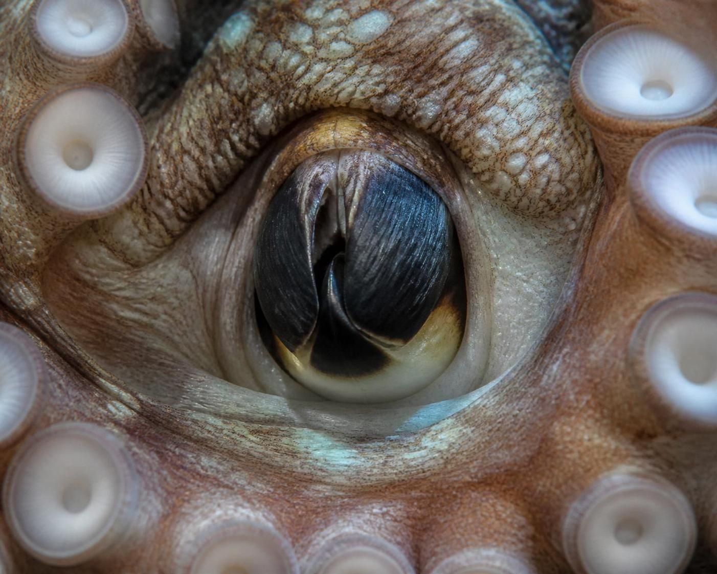 Le bec de la pieuvre : à quoi ressemble-t-il et comment fonctionne-t-il ? 2 découvrez à quoi ressemble le bec de la pieuvre, son rôle essentiel et son fonctionnement unique dans l'anatomie de ce fascinant animal marin.
