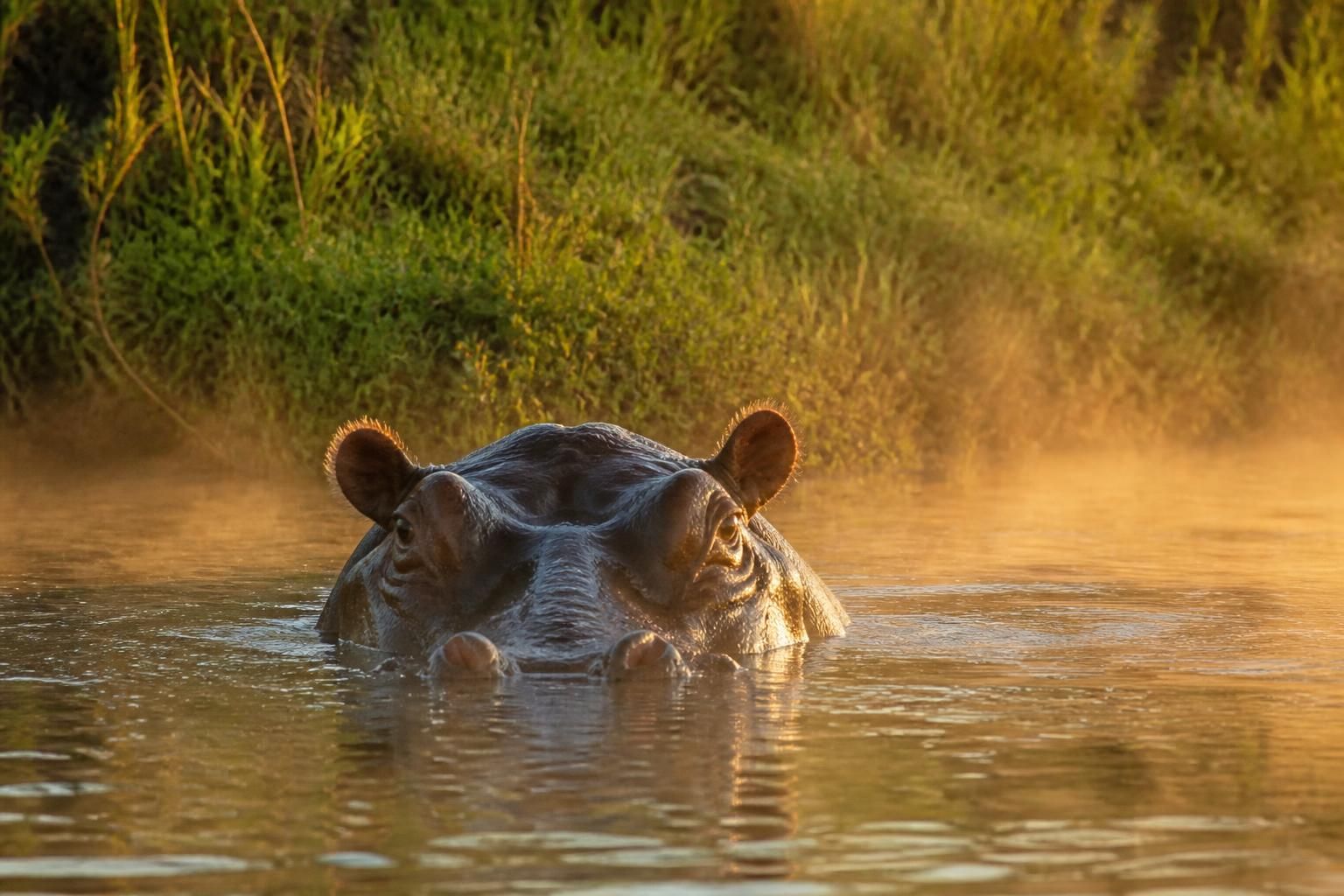 L'hippopotame est-il vraiment l'animal le plus dangereux d'Afrique ? 2 découvrez pourquoi l'hippopotame est souvent considéré comme l'un des animaux les plus dangereux d'afrique et ce qui le rend si redoutable dans son habitat naturel.