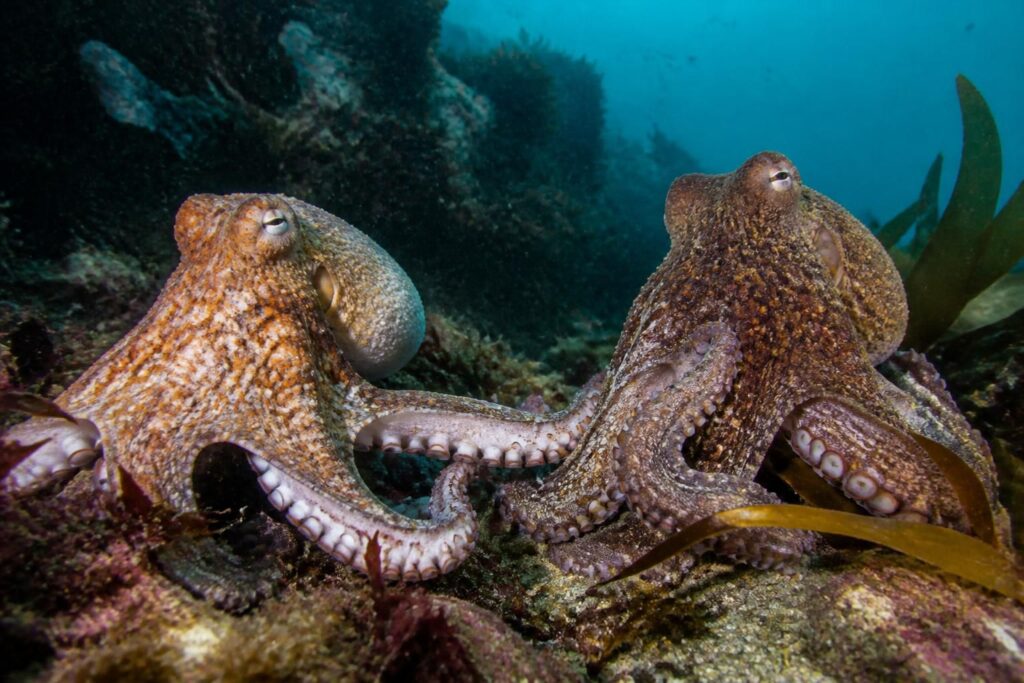 découvrez les véritables différences entre le poulpe et la pieuvre, deux créatures marines souvent confondues, à travers une explication claire et accessible.