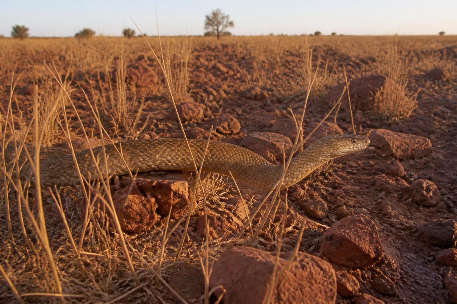 Quel est le serpent le plus venimeux au monde ? Venin vs danger réel 2 découvrez quel est le serpent le plus venimeux au monde et comprenez la différence entre la puissance de son venin et le danger réel qu'il représente.