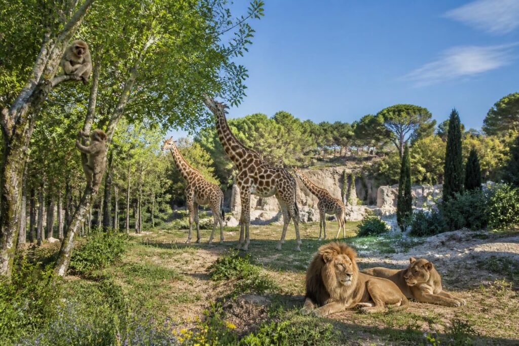 découvrez le zoo de la barben en provence : informations pratiques, animaux à voir, tarifs, horaires et conseils pour une visite réussie en famille ou entre amis.