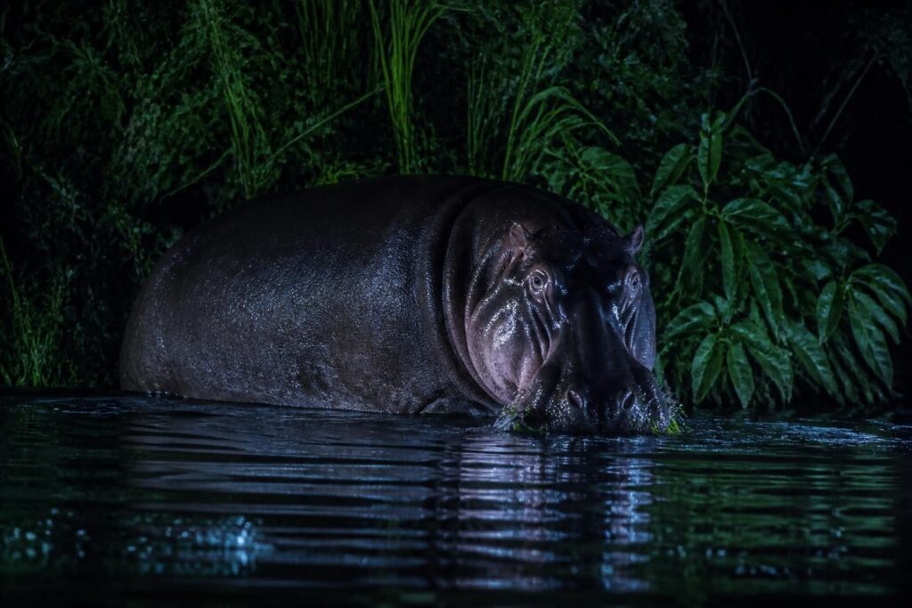 découvrez combien de nourriture les hippopotames consomment chaque nuit et explorez leurs habitudes alimentaires fascinantes dans cet article détaillé.