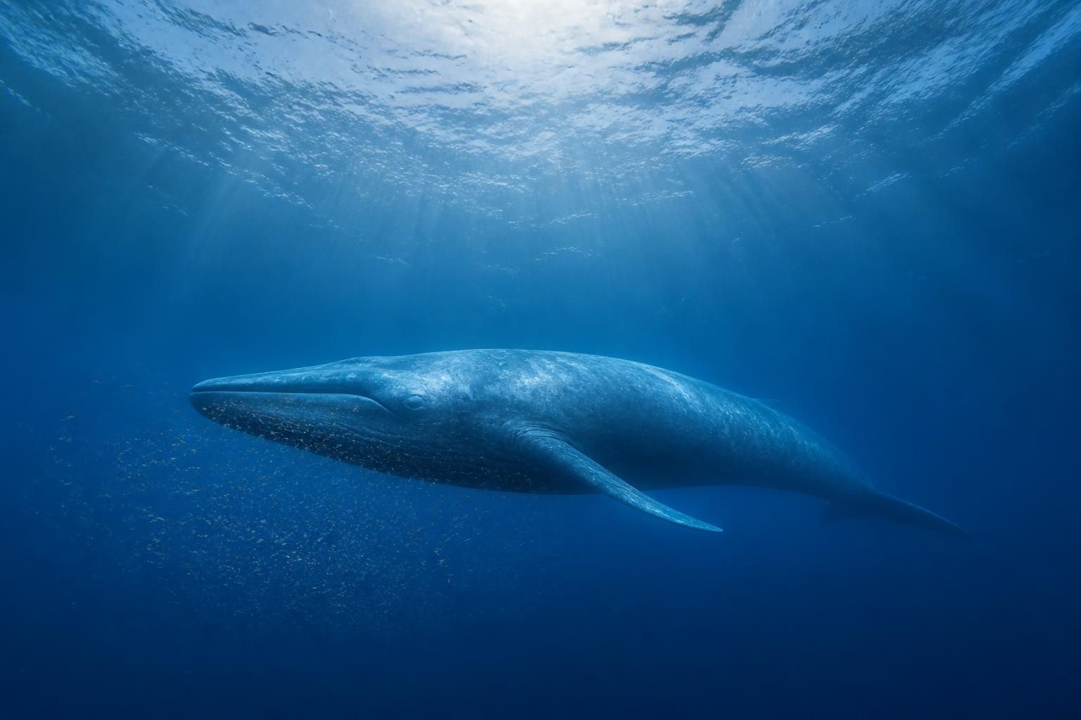 L'animal le plus gros du monde : top 10 toutes catégories confondues 2 découvrez le top 10 des animaux les plus gros du monde, toutes catégories confondues, et surprenez-vous devant leur taille impressionnante.