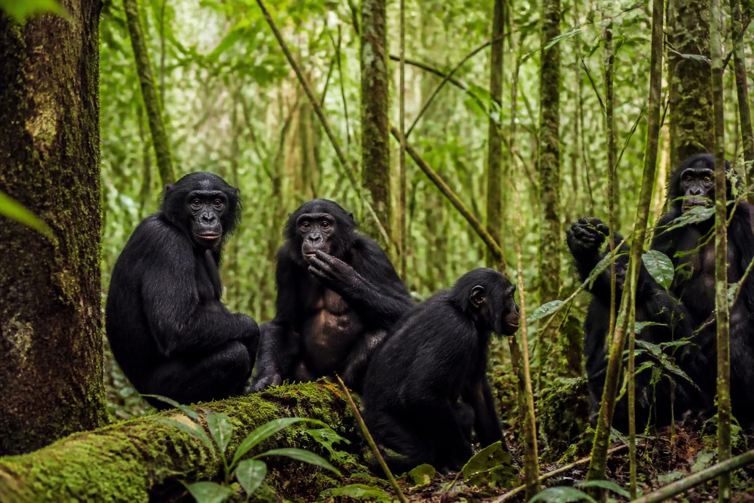 Le bonobo, le singe le plus proche de l'humain : ce qu'il faut savoir 2 découvrez le bonobo, le singe le plus proche de l'humain, et apprenez tout ce qu'il faut savoir sur son comportement, son habitat et son intelligence exceptionnelle.