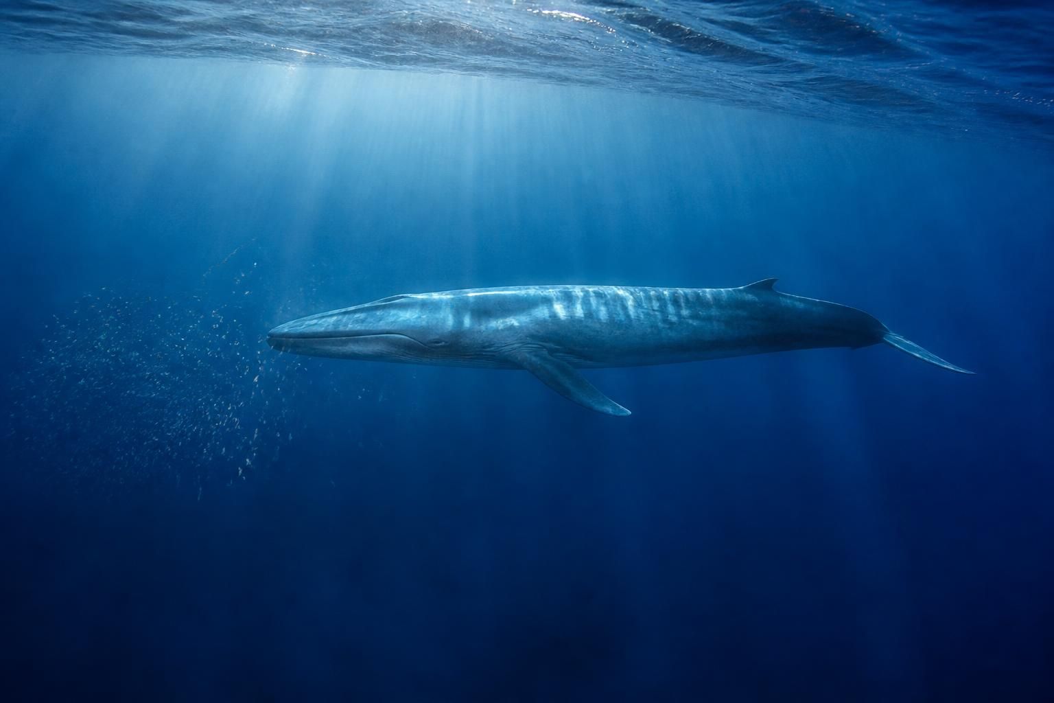 Le plus gros animal du monde : passé, présent et records absolus 2 découvrez le plus gros animal du monde à travers son histoire, son évolution actuelle et les records impressionnants qu'il détient, du passé à aujourd'hui.