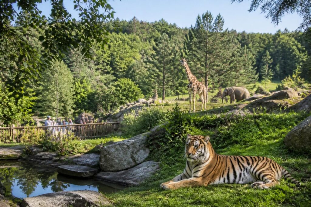 découvrez pourquoi le zoo de peaugres est l'un des meilleurs d'auvergne-rhône-alpes grâce à sa variété d'animaux, ses espaces naturels préservés et ses activités familiales uniques.