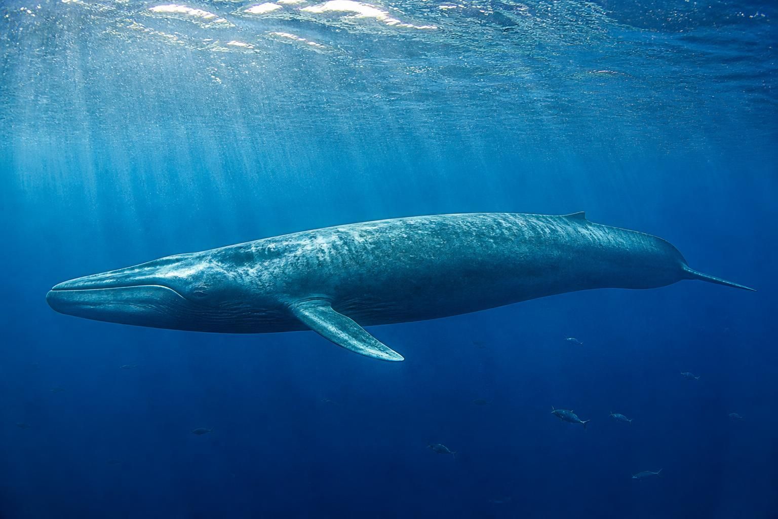 Quel est l'animal le plus grand du monde ? La réponse selon le milieu 2 découvrez quel est l'animal le plus grand du monde selon son milieu naturel, terrestre ou marin, et apprenez des faits fascinants sur ces géants de la nature.