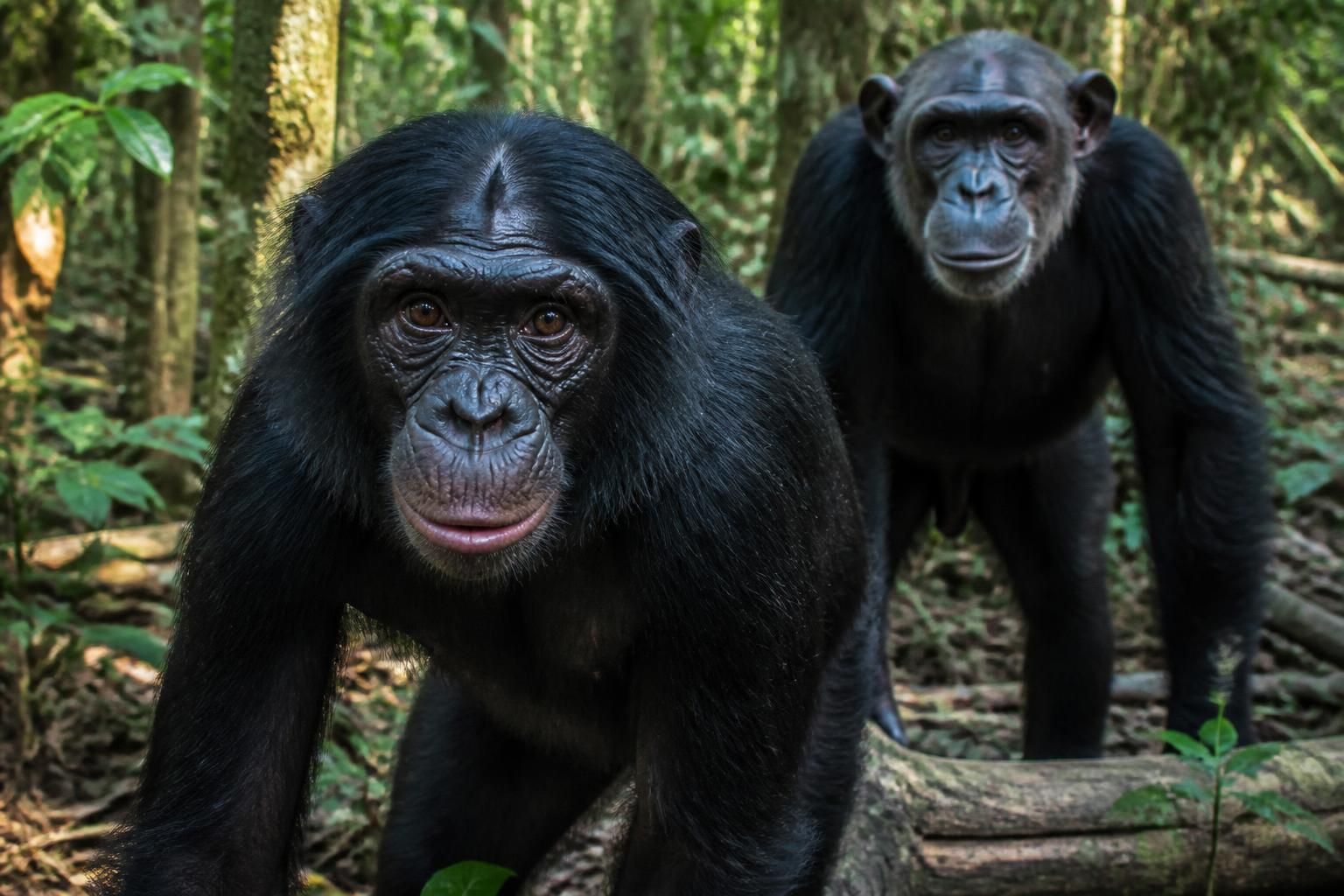 Bonobo ou chimpanzé : quelles différences entre ces deux grands singes ? 2 découvrez les principales différences entre le bonobo et le chimpanzé, deux grands singes fascinants, à travers leurs comportements, habitats et caractéristiques physiques.