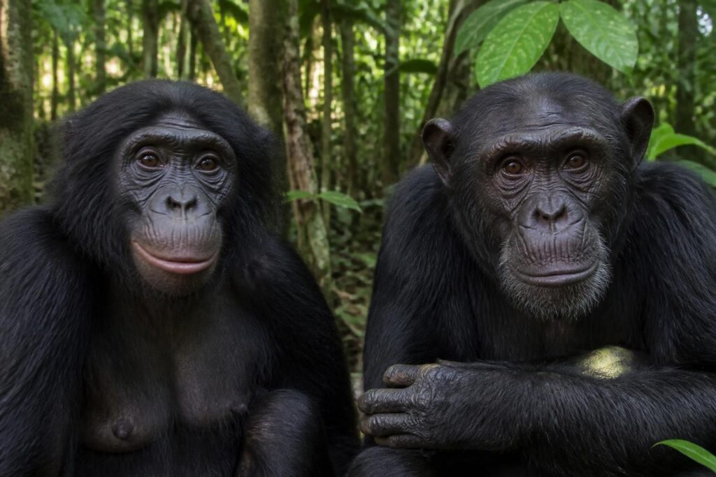 découvrez les principales différences entre le bonobo et le chimpanzé, deux grands singes fascinants, en termes de comportement, habitat et caractéristiques physiques.