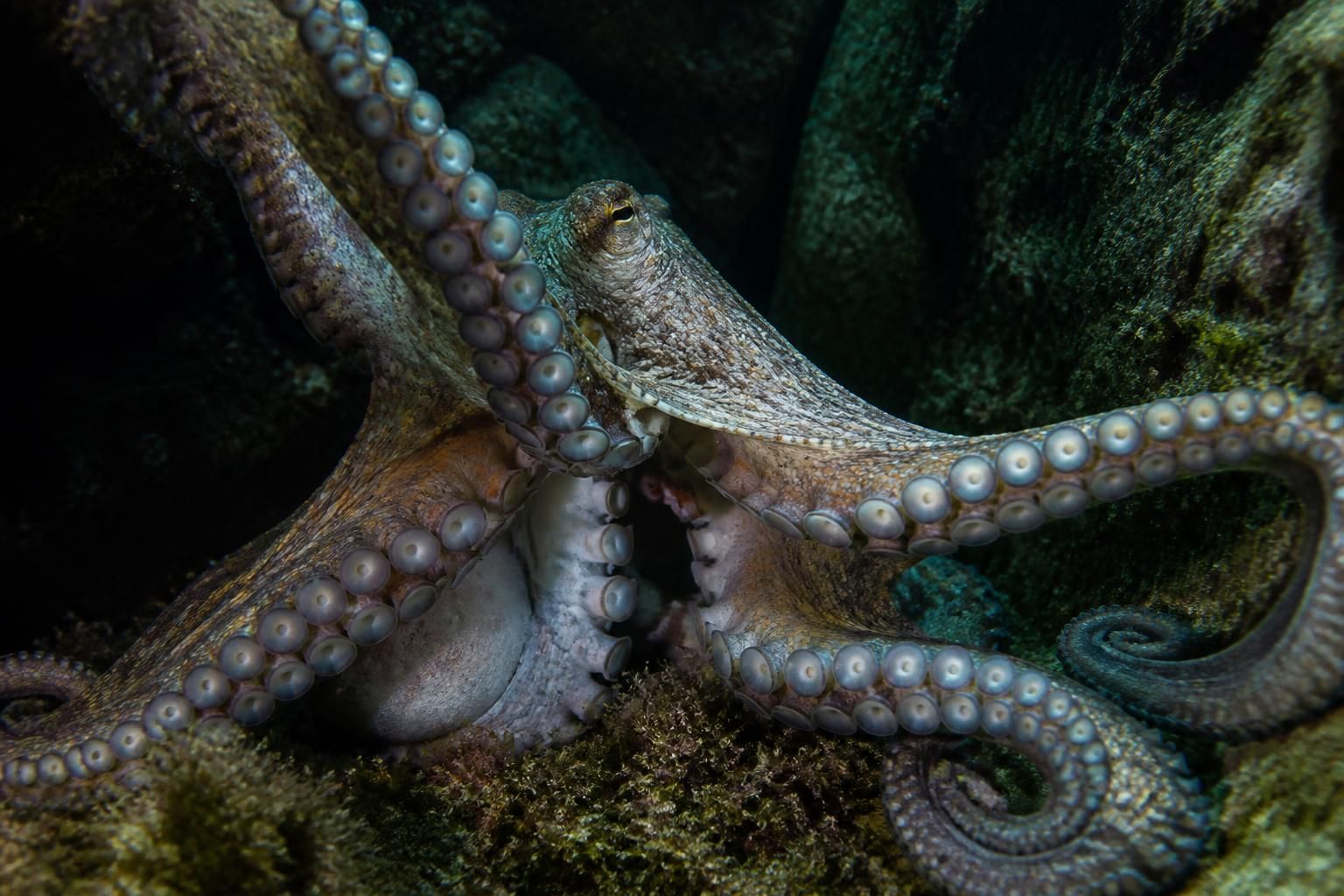 Pieuvre et poulpe ont-ils un bec ? Anatomie d'un prédateur méconnu 2 découvrez l'anatomie fascinante de la pieuvre et du poulpe, ces prédateurs marins méconnus, et apprenez s'ils possÚdent un bec.