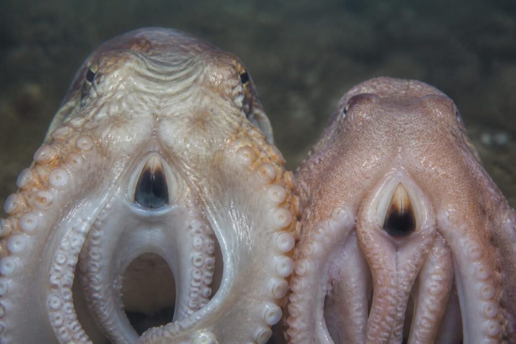 découvrez si la pieuvre et le poulpe possèdent un bec, en explorant l'anatomie fascinante de ces prédateurs marins méconnus.
