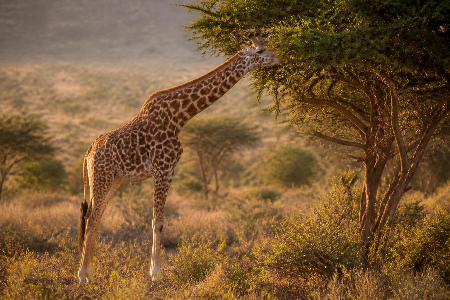 Pourquoi les girafes ont-elles un si long cou ? La vraie explication scientifique 2 découvrez l'explication scientifique derrière le long cou des girafes et comprenez pourquoi cette caractéristique unique a évolué.
