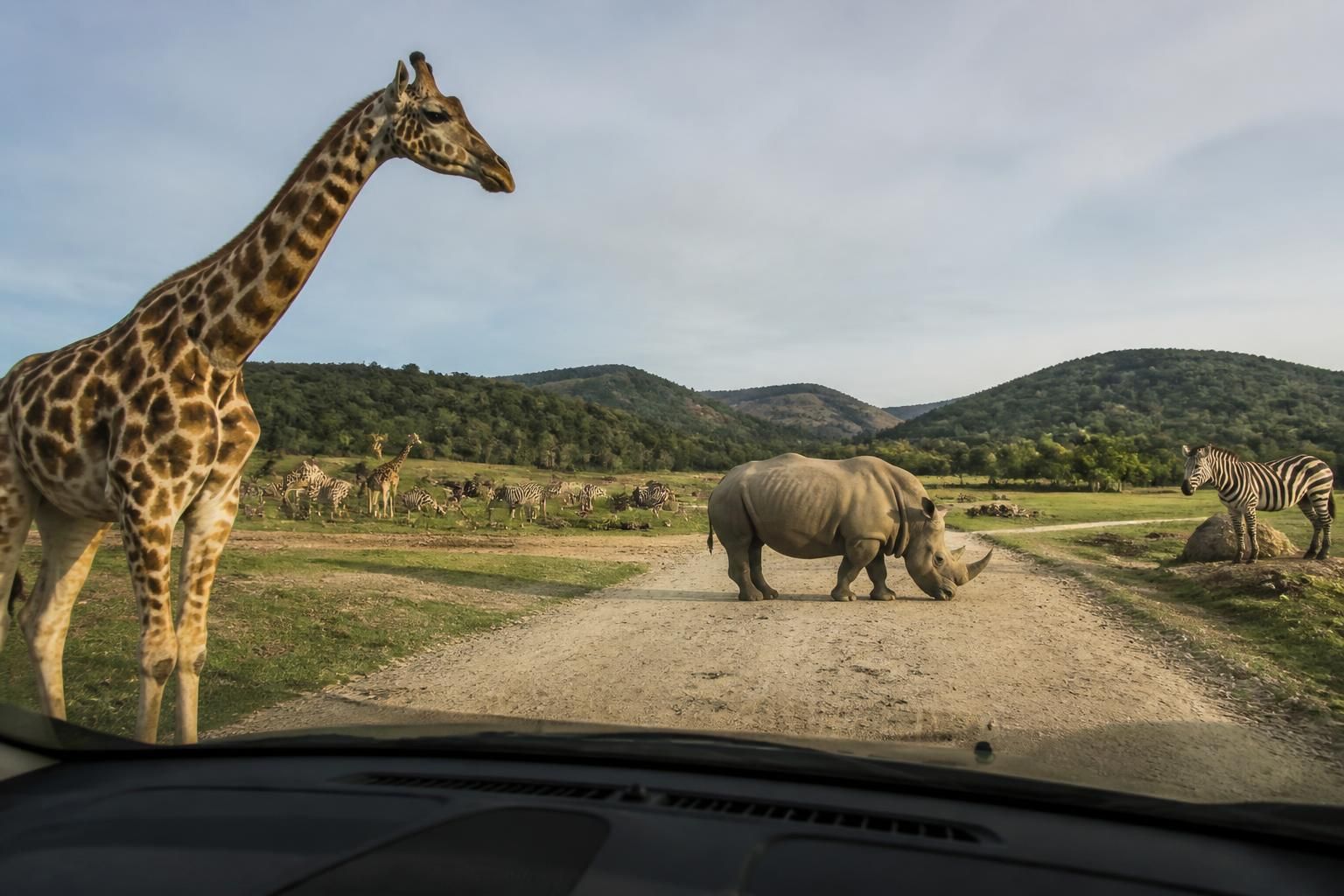Zoo Peaugres : tout savoir sur ce safari-zoo de la région Auvergne-RhÎne-Alpes 2 découvrez le zoo de peaugres, un safari-zoo incontournable en auvergne-rhÎne-alpes. explorez sa faune variée, ses animations et ses attractions pour toute la famille.
